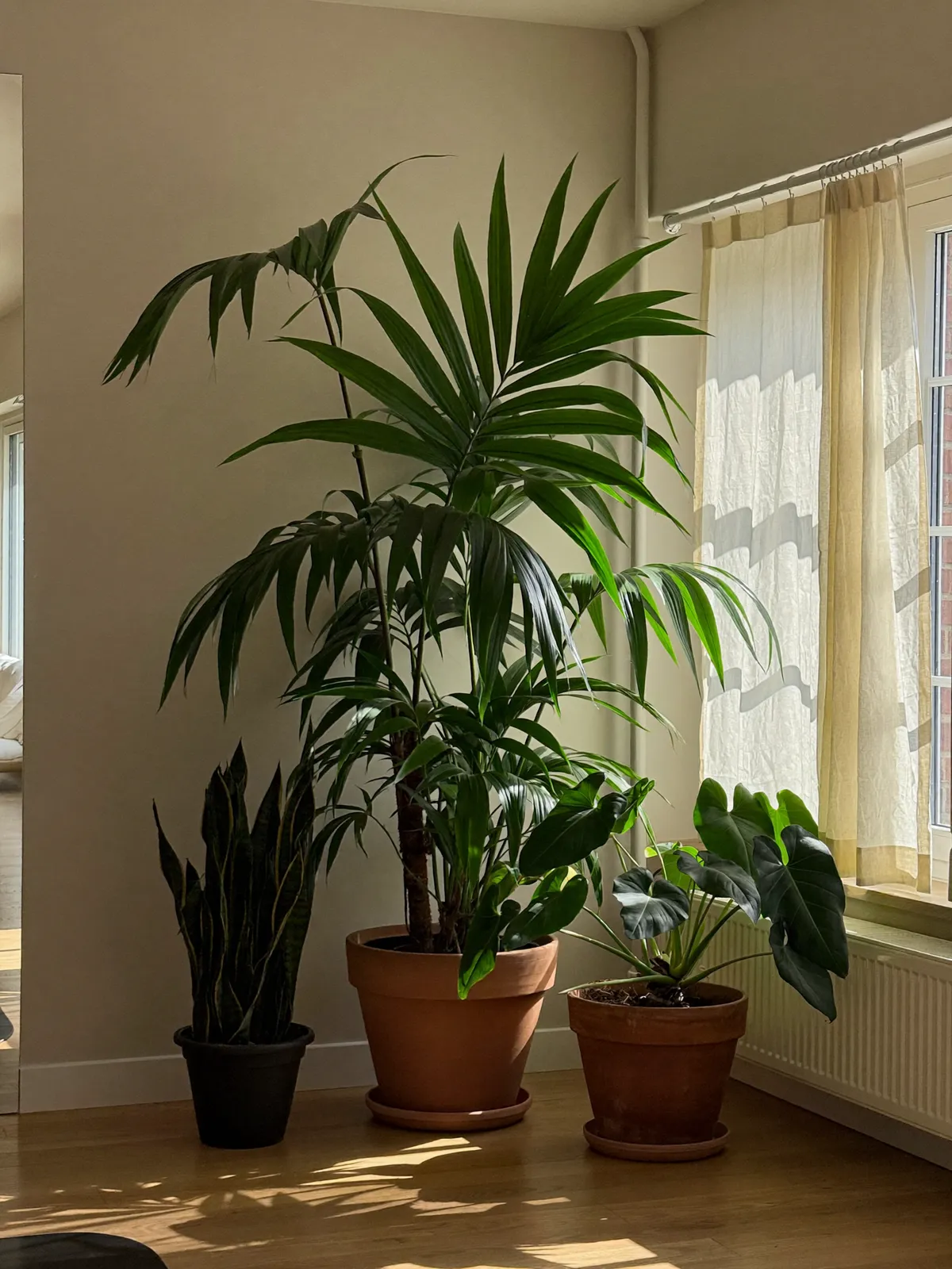 Plants by the studio window
